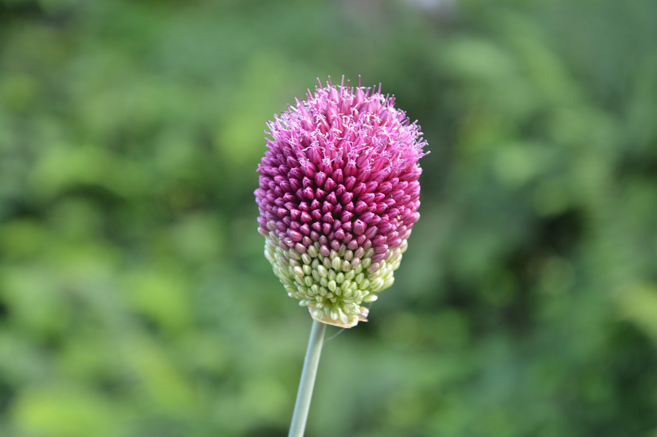 崂山区绿色花卉——欢迎选购