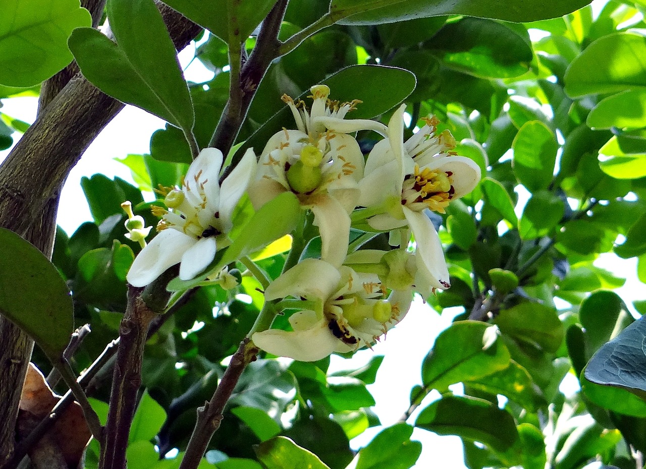 崂山区绿色花卉质量保障研究与实践