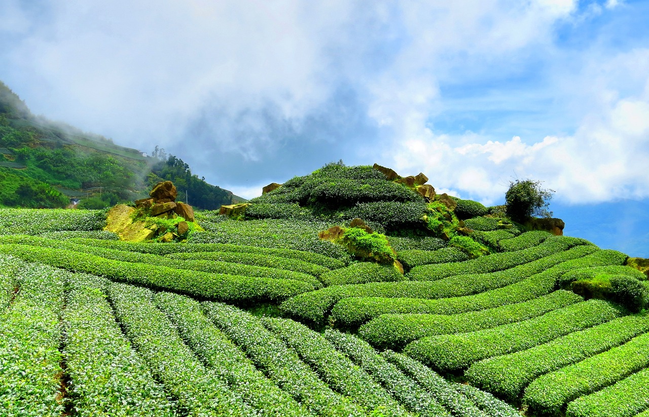 杭州灵隐寺旁的茶叶，禅意与茶香交织的传奇