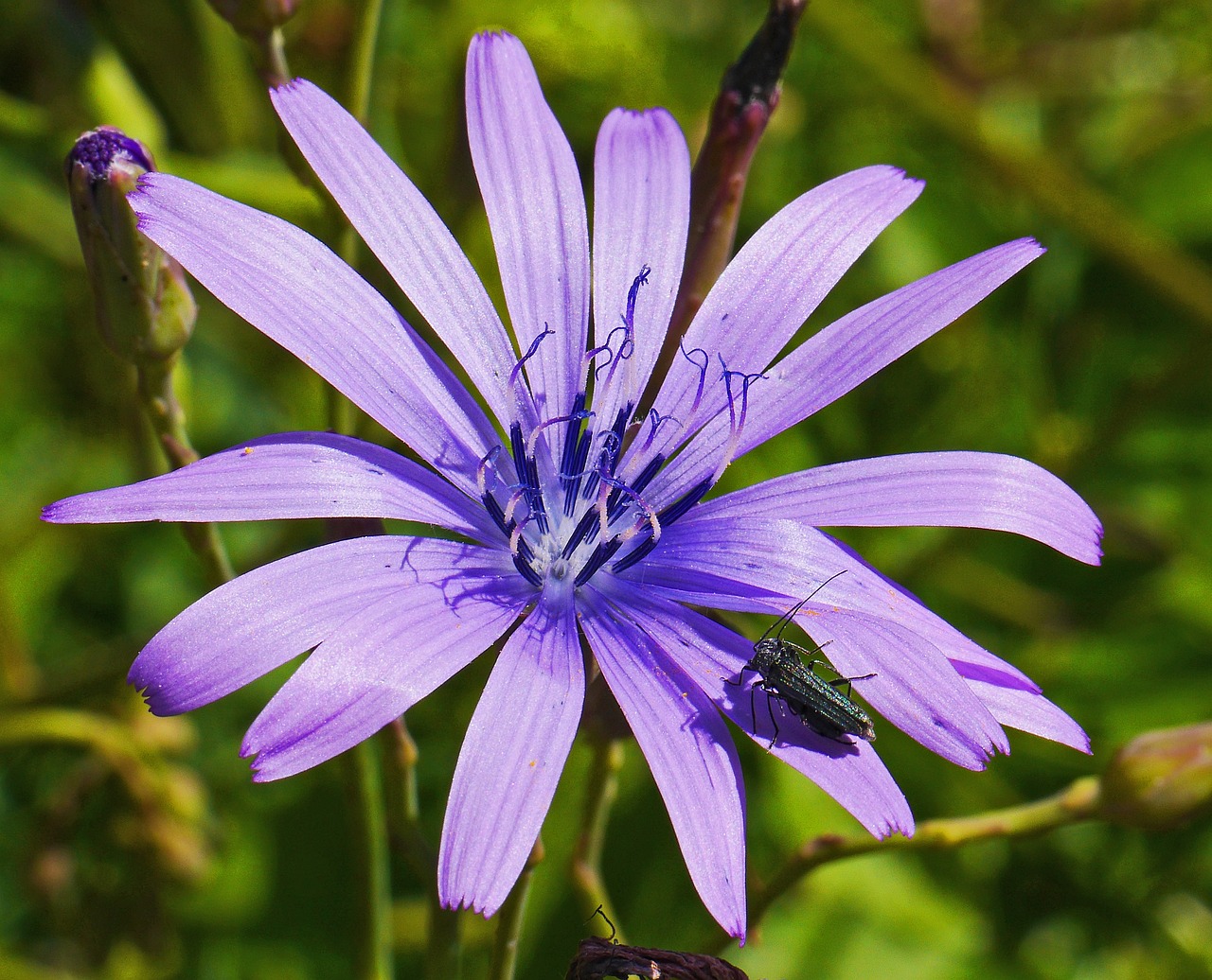 老鳖与花卉，独特的生态和谐