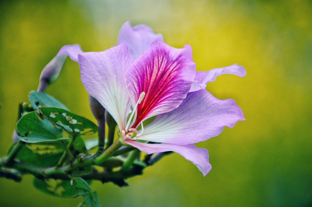 老鹳草花卉，自然之美与园艺之韵