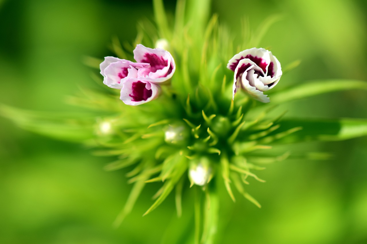 龙井茶，品味传统与欣赏茶叶芽之美