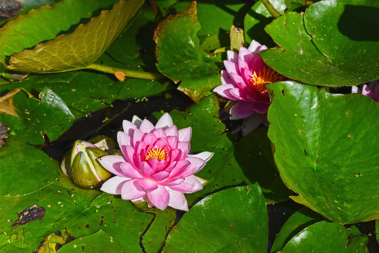 老婆买花卉，家的温馨与生活的诗意