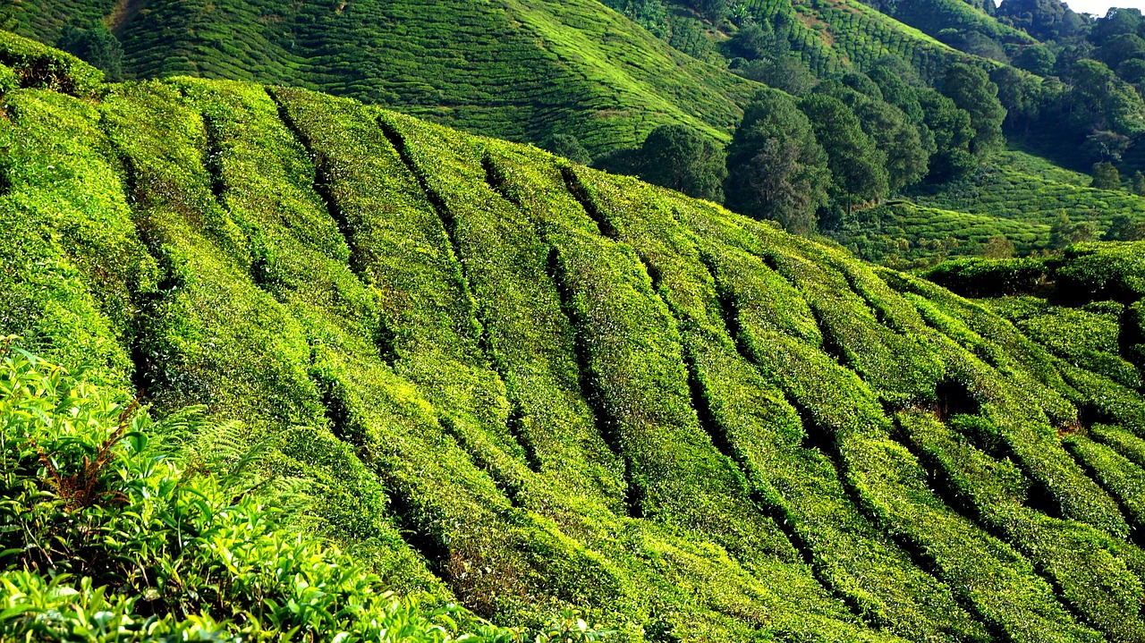 一亩茶园产量揭秘，茶叶产量的探索之旅