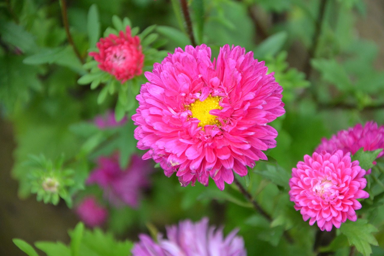 雷羽花卉，自然之美与艺术之韵的完美结合