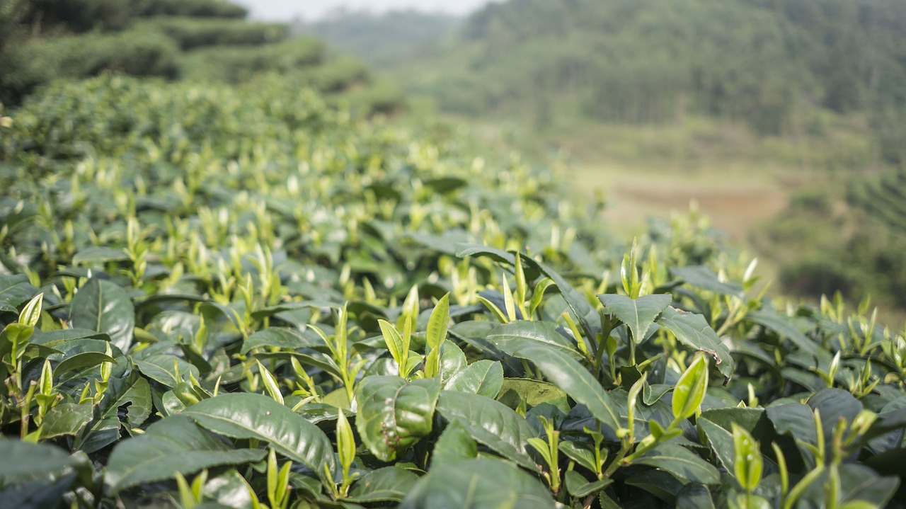 贺州可靠的碧螺春茶叶，传统与品质的完美融合