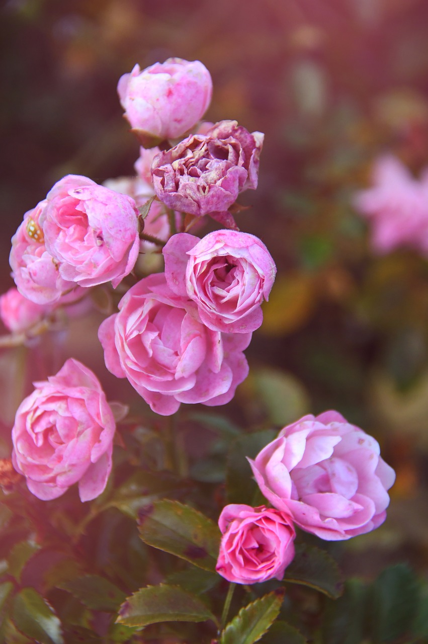 冷季节花卉，绽放于寒冷中的生命之美