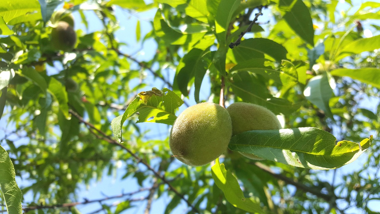 兴隆产茶，一片绿叶的传奇