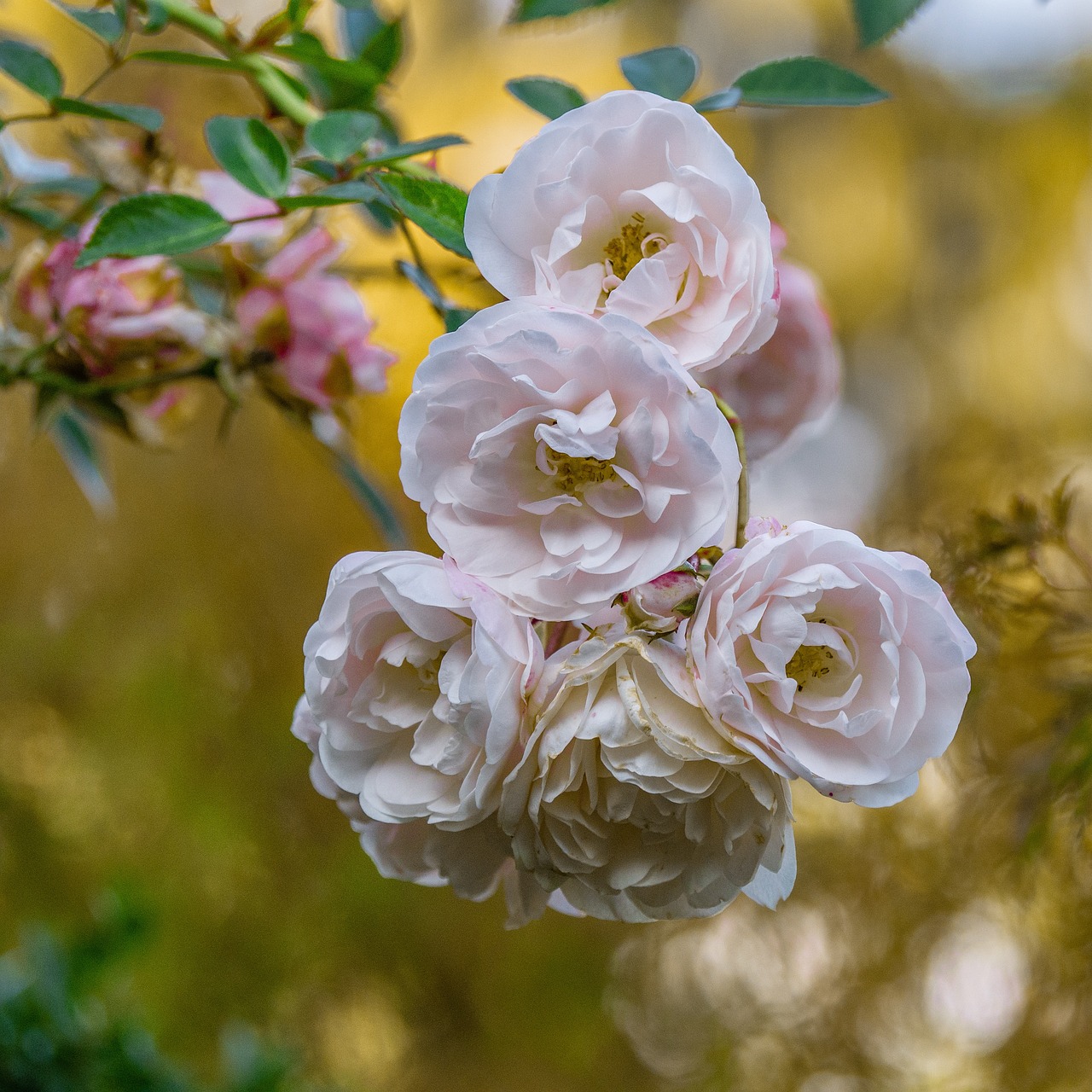 冷香花卉，绽放的静谧与独特魅力