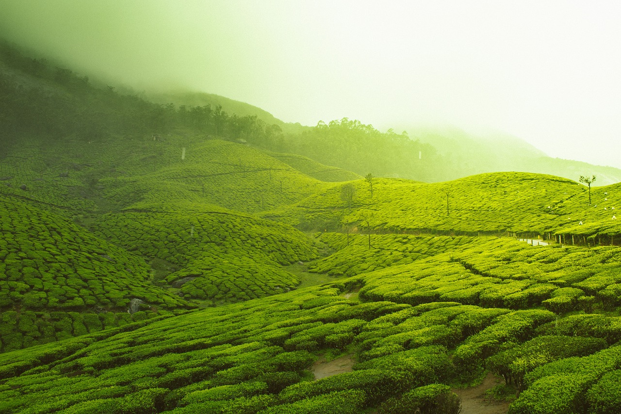 湖北茶叶茶山行，探寻千年茶韵，体验采茶之旅