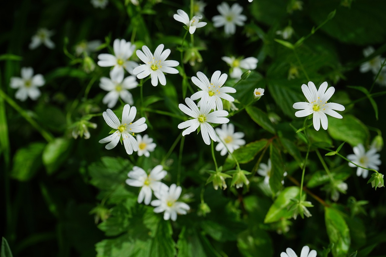 离嘉定最近的花卉市场——繁花似锦的乐园