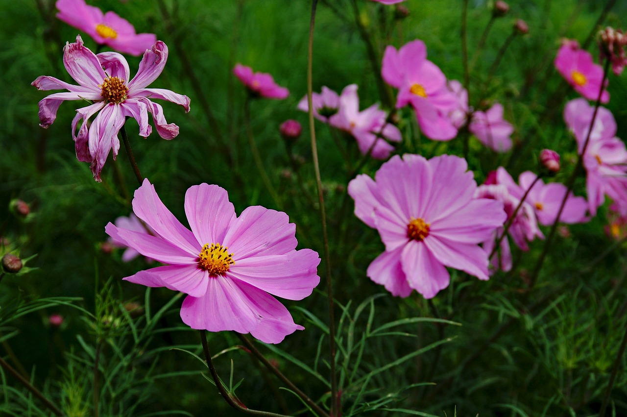 离石花卉基地，绽放的自然与艺术之美