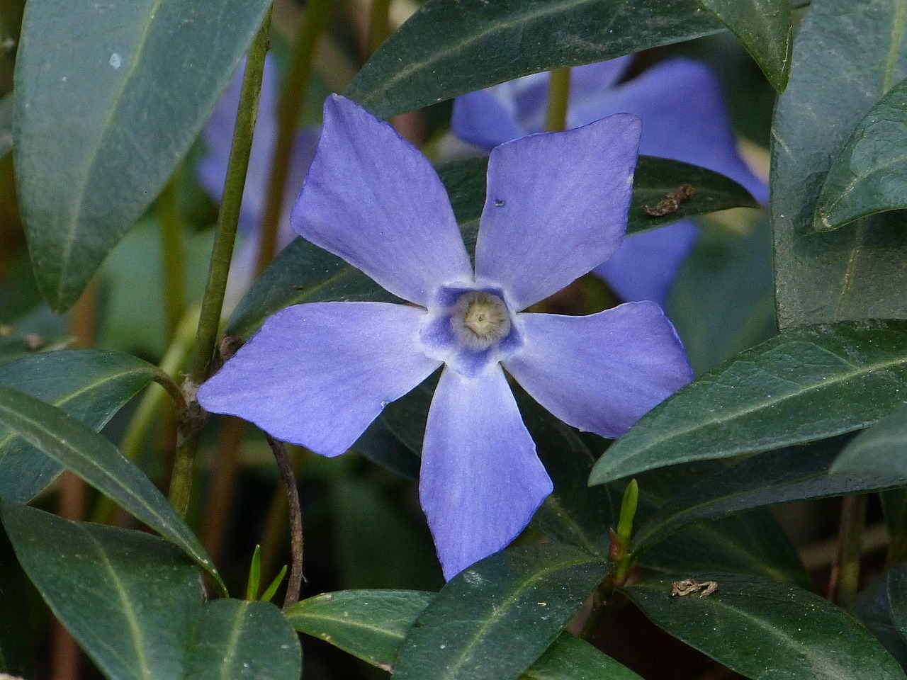 李村附近的花卉市场，繁花似锦的生机之地