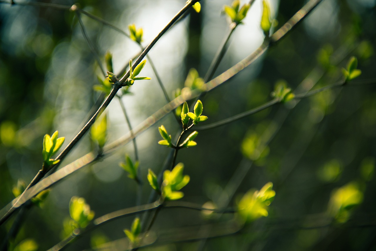 园艺春季除草攻略，打造绿意盎然的花园