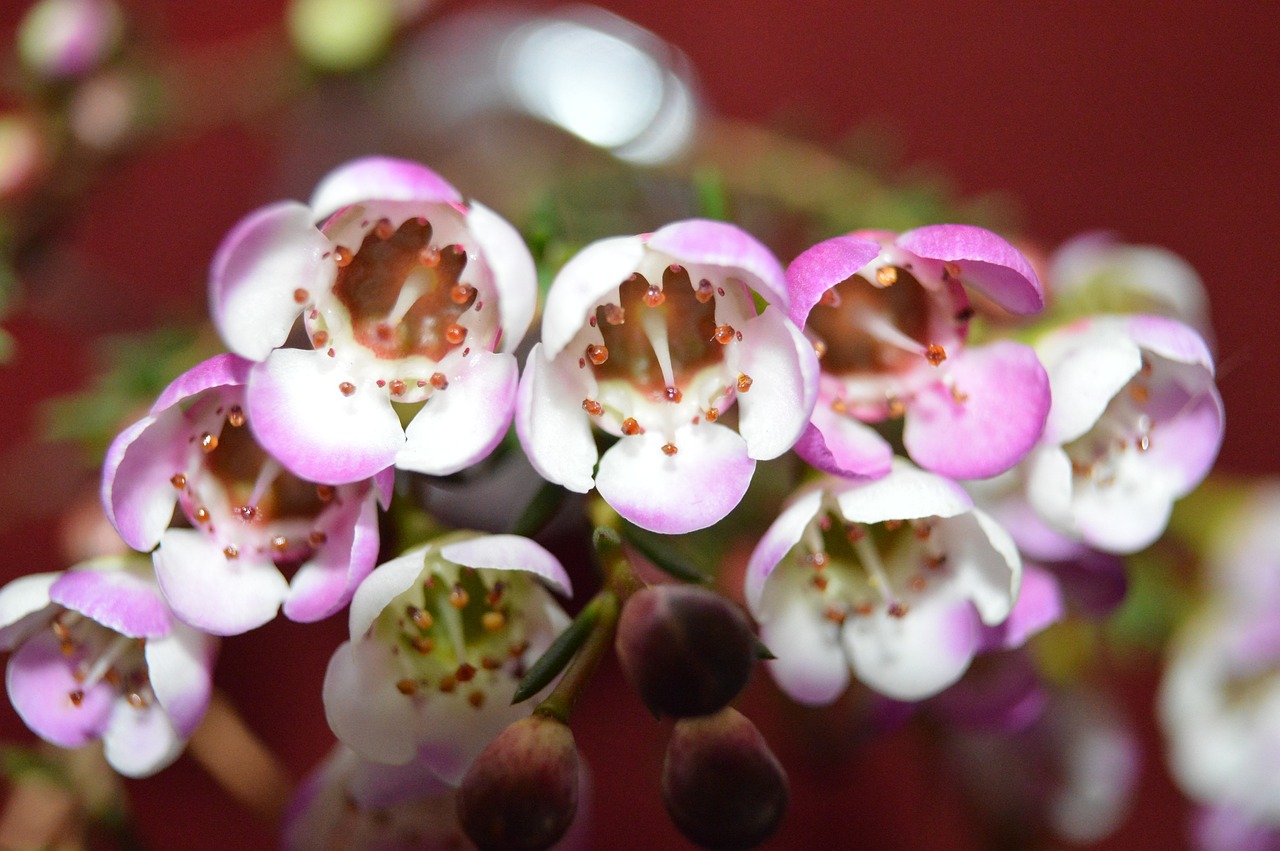 李老家花卉，绽放的乡村花韵