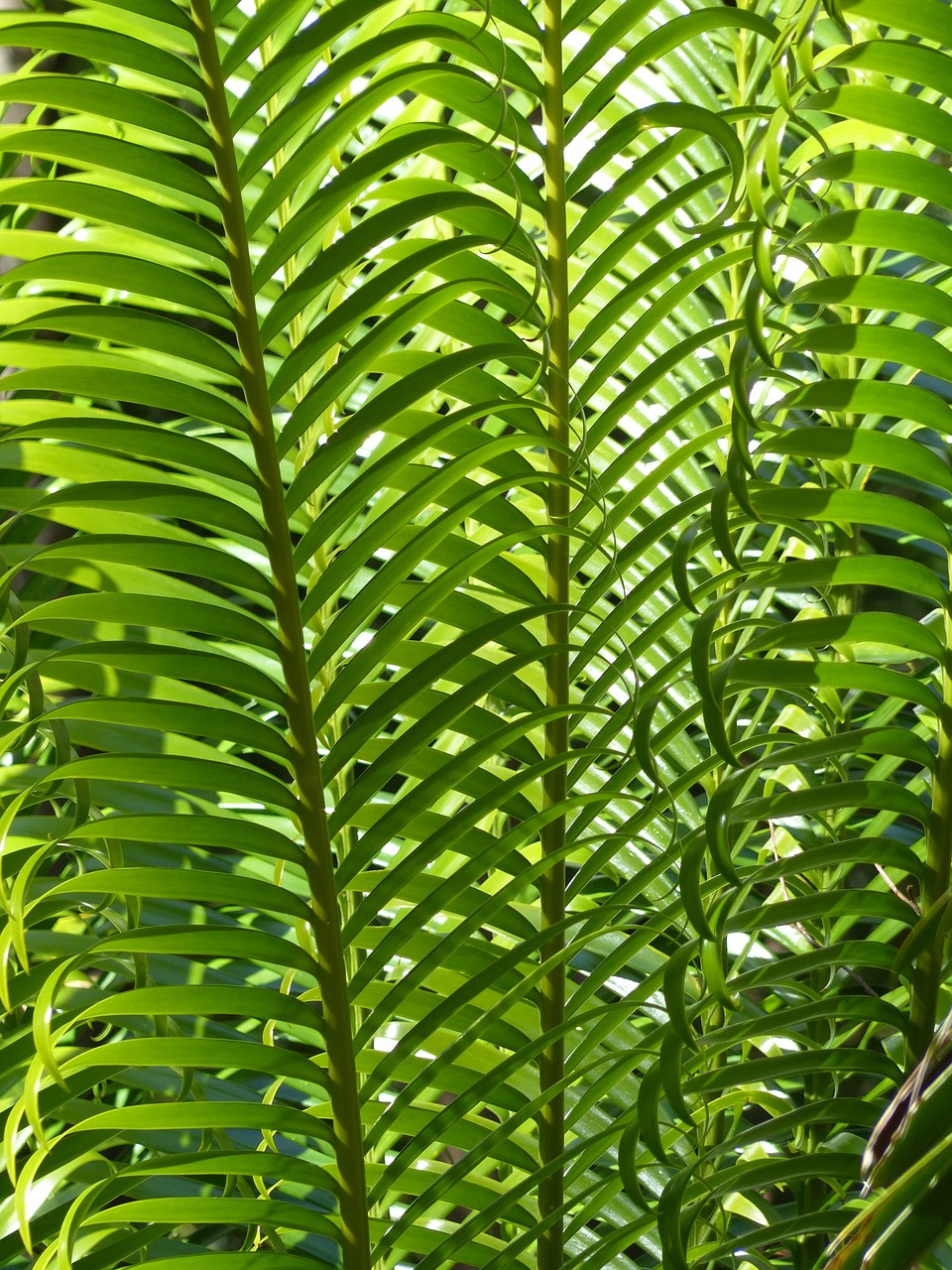 园艺植物拉丁名，探索与解析