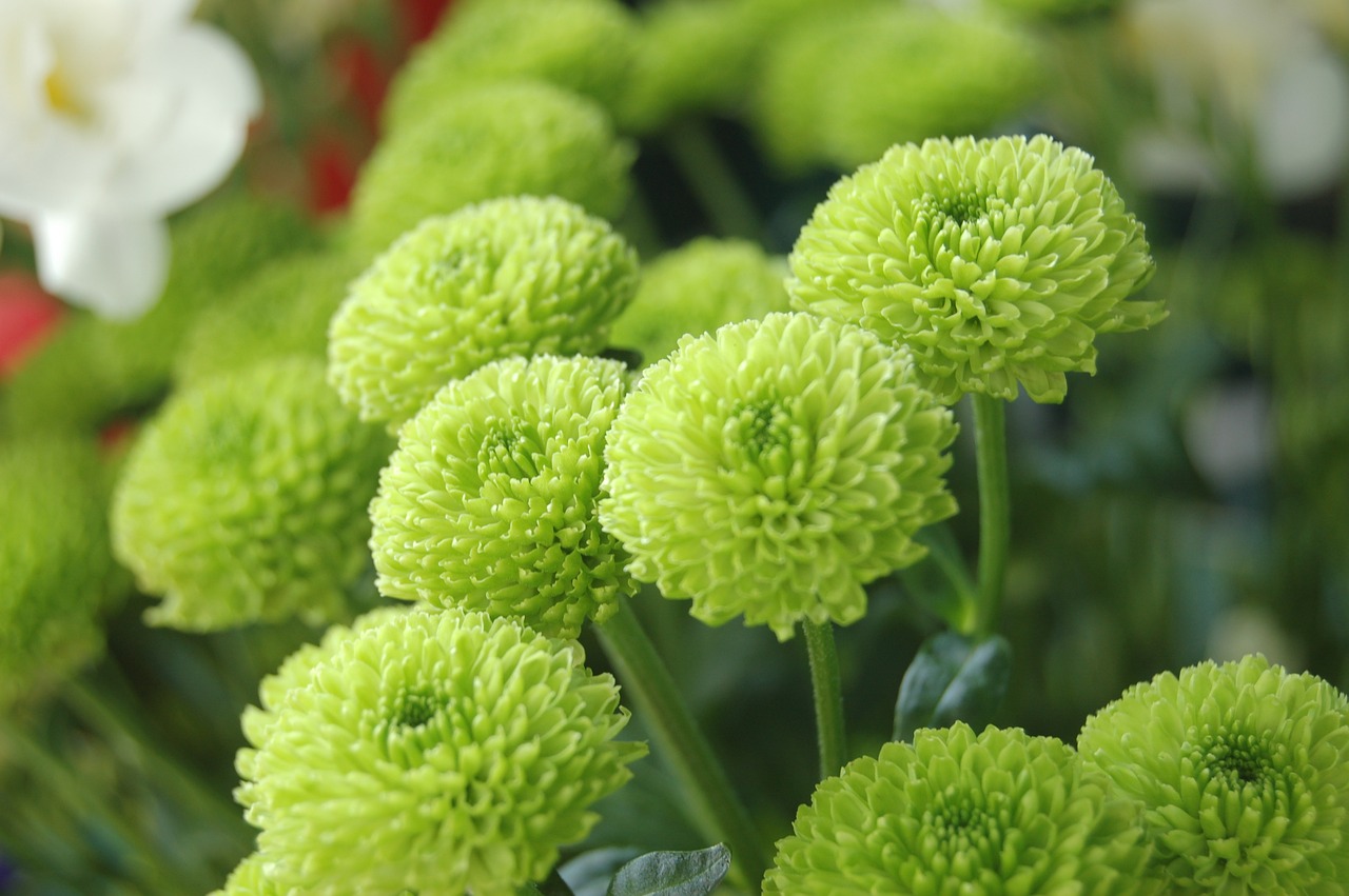 鲤城区室内绿植花卉，美化生活的绿色选择