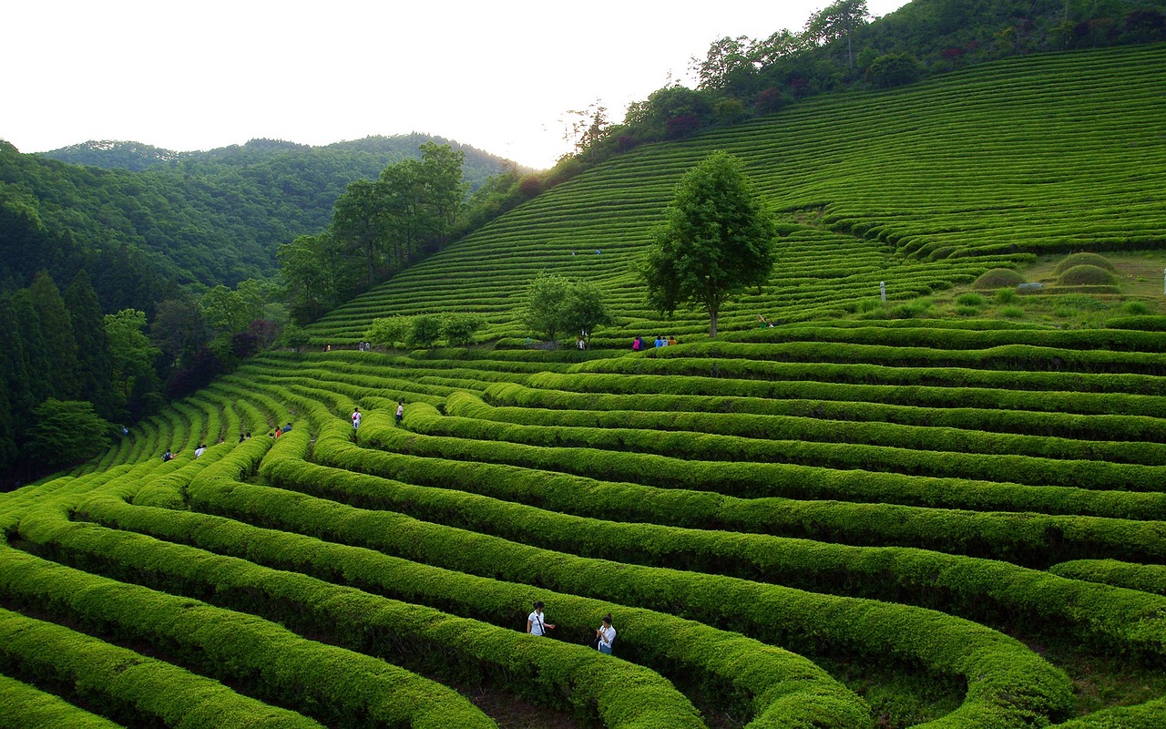 买茶叶什么时候便宜了？茶人的福音时刻解析