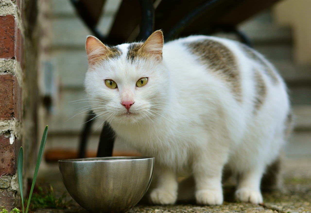 茶叶被猫吃了没事吧？解读茶叶对猫咪的安全性