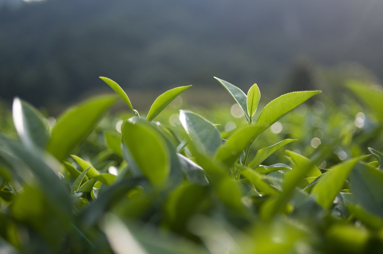 辽宁毛尖茶叶选购指南，哪家茶叶品质更佳？