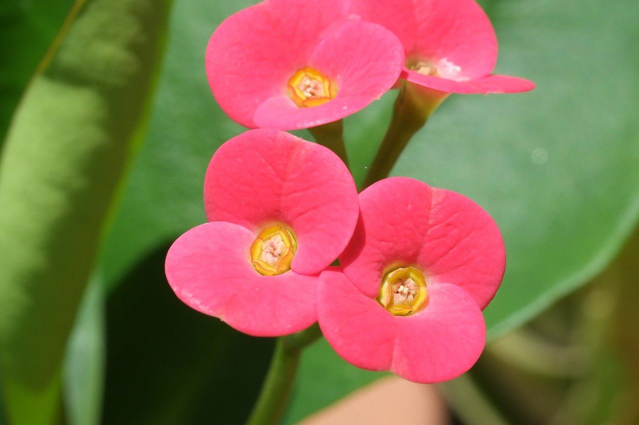 溧水区花卉修剪，技艺精湛，美化环境