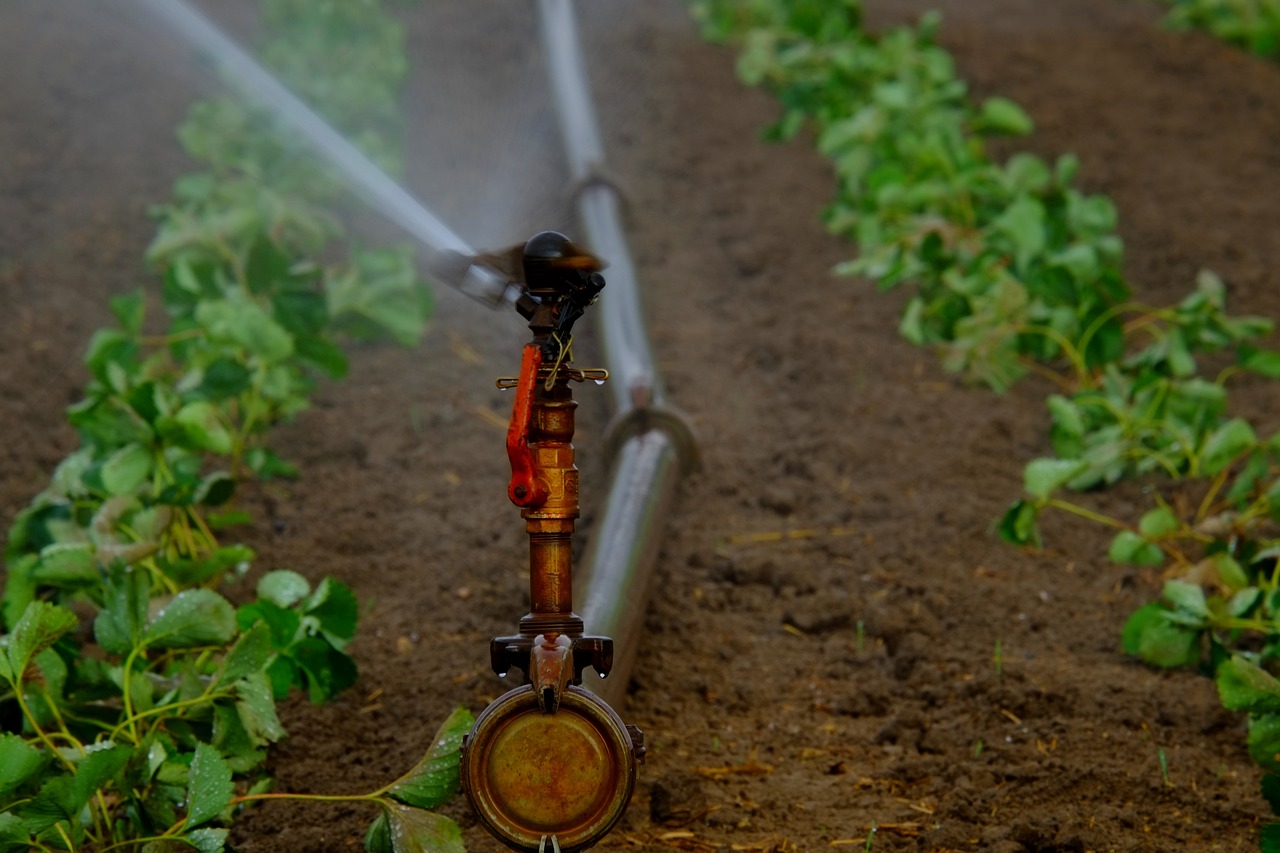 溧水区小型花卉租赁价格研究