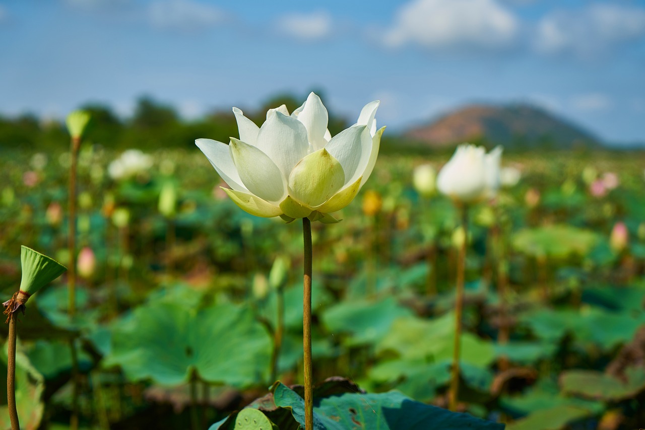 探索莲花之美，解读莲花花卉的奥秘与魅力