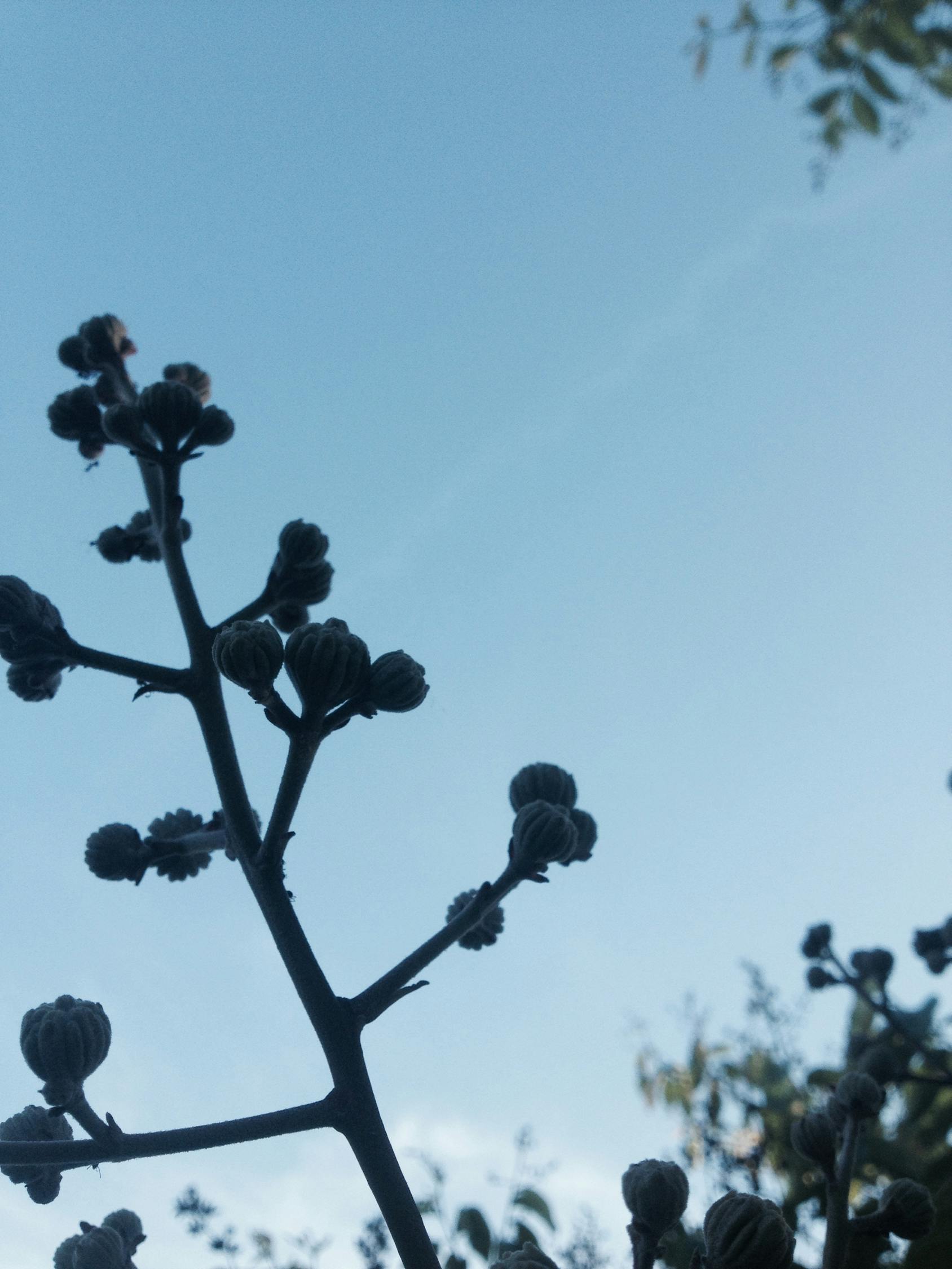 园艺生物技术期末复习与总结