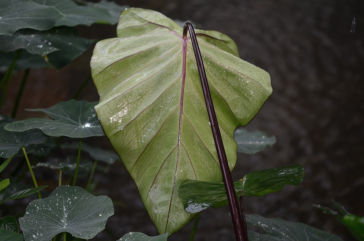 江苏园艺植物批发厂家，专业园艺植物的源头供应