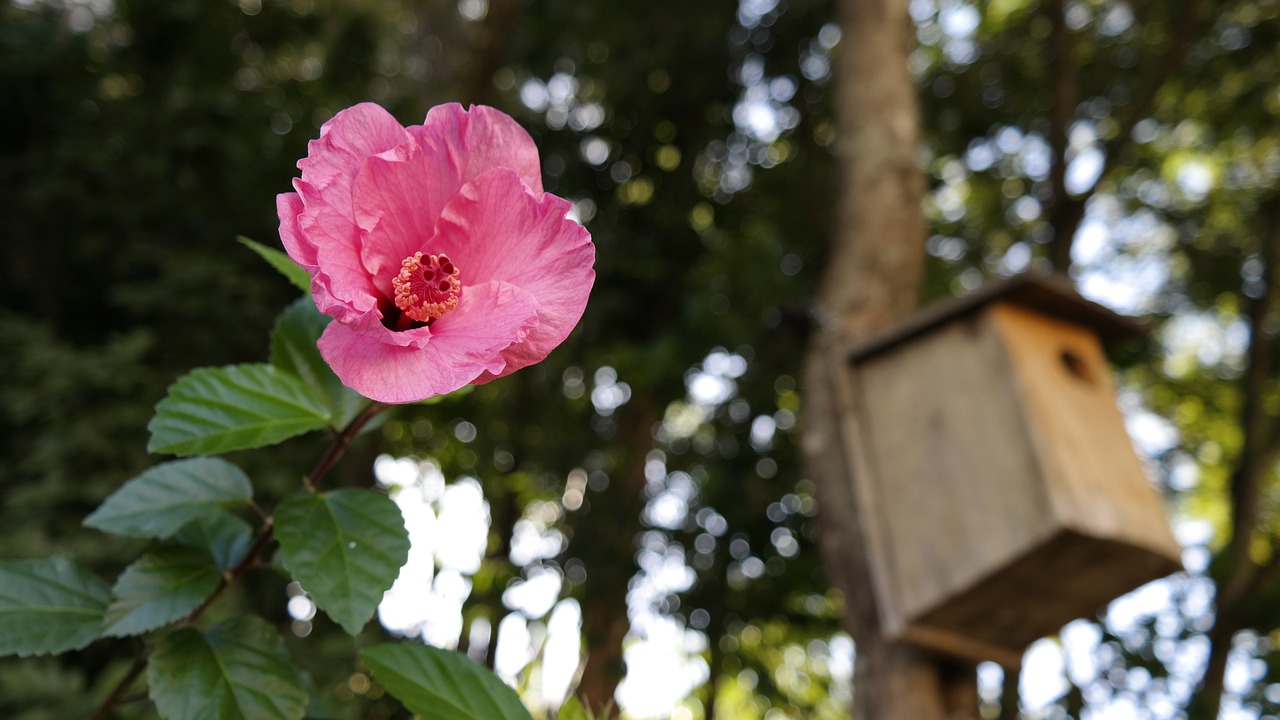 连云港直销花卉批发价，探寻优质花卉与实惠价格的完美结合