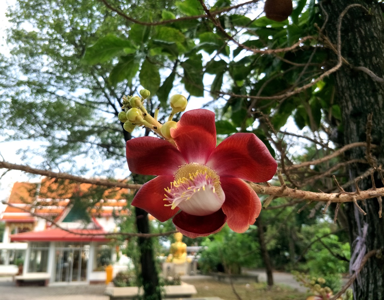 辽宁线上营销花卉产品的策略与实践