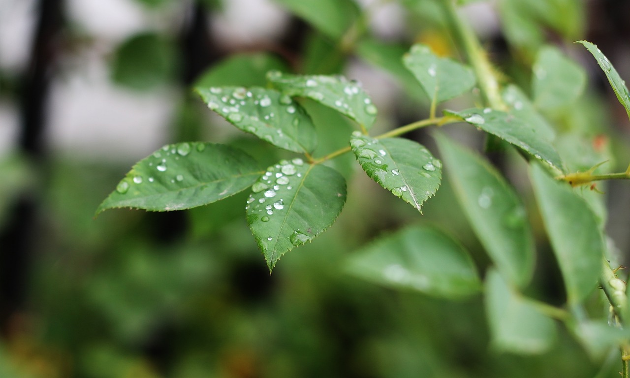 临海市办公室花卉绿植供应，打造绿色办公环境的专业服务