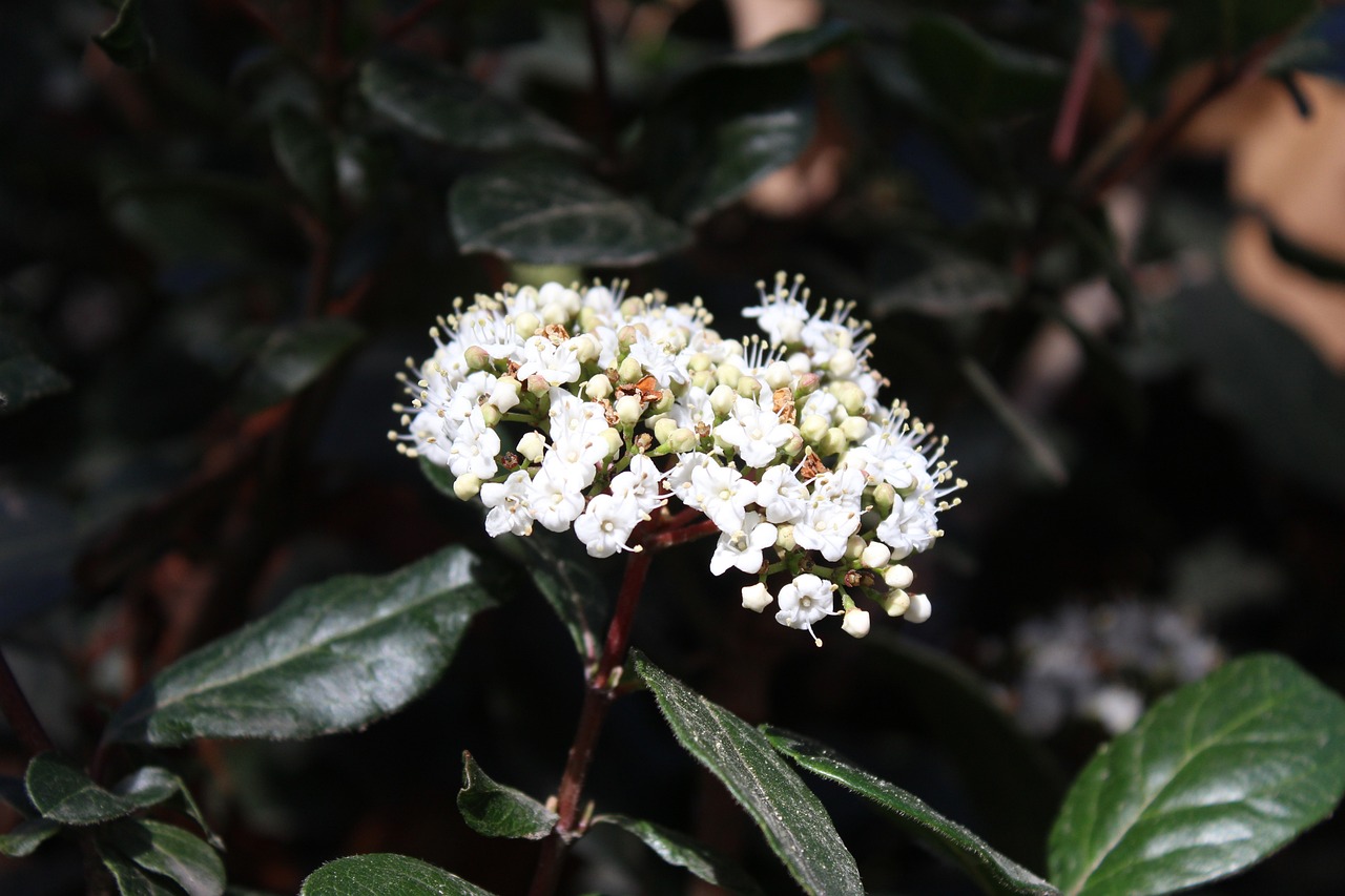 临海市公园花卉绿植价格研究