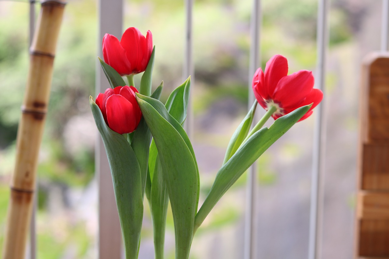 临沂第四届花卉艺术节的绚烂时光