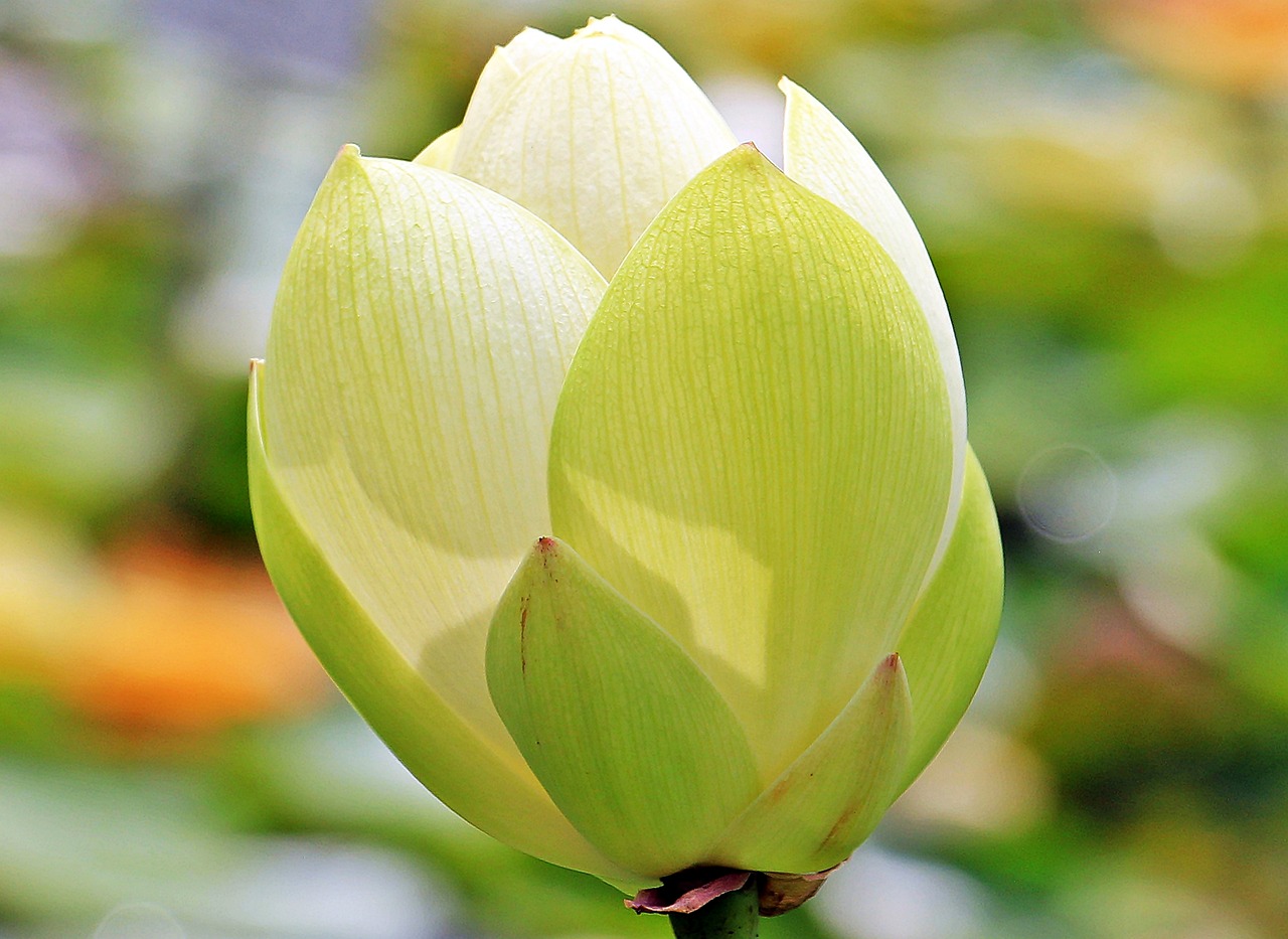 零度会冻伤的花卉——如何保护花卉免受低温伤害