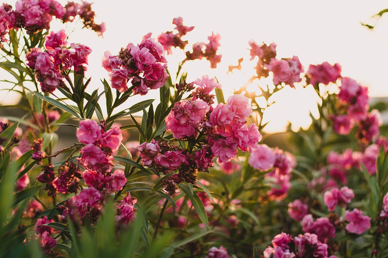 岭南花卉买手的独特魅力与精湛技艺