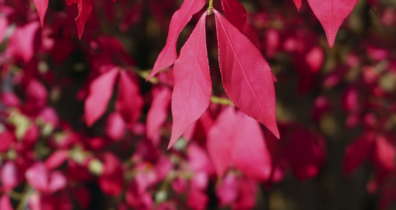 岭南花卉市场与昆明花卉市场的对比研究