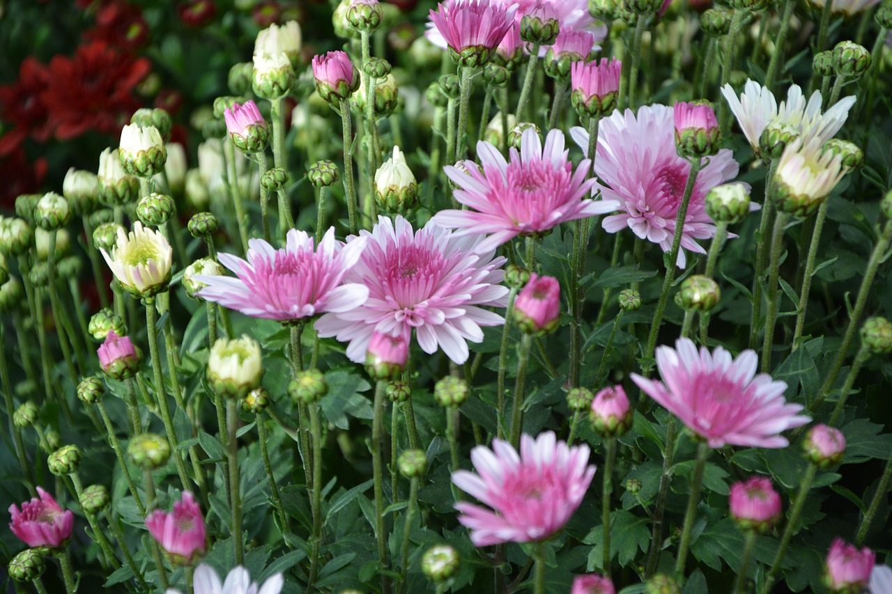 令人冷静的花卉，探索植物的宁静之美