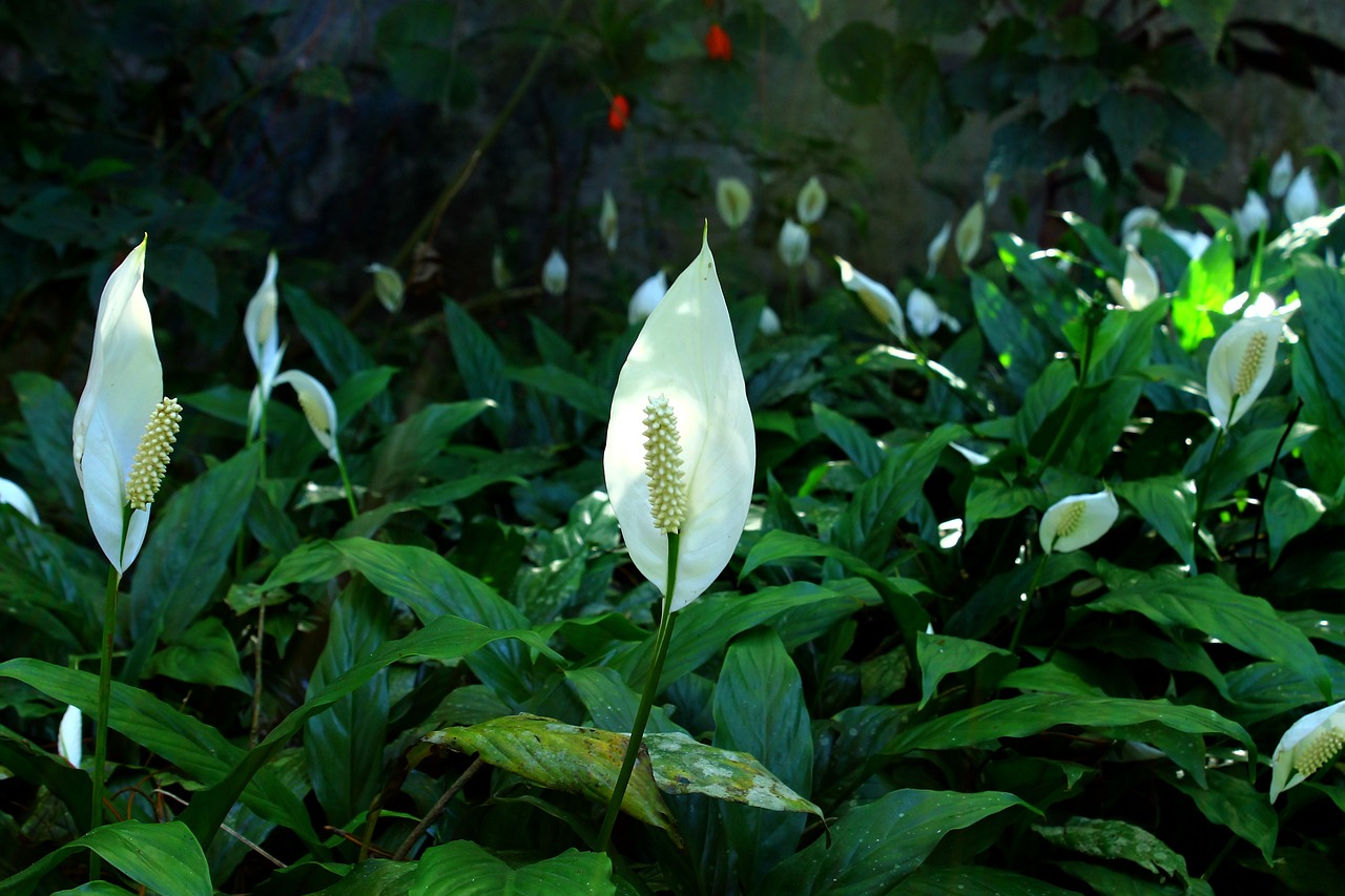 六月繁花似锦时，探索六月特有的花卉