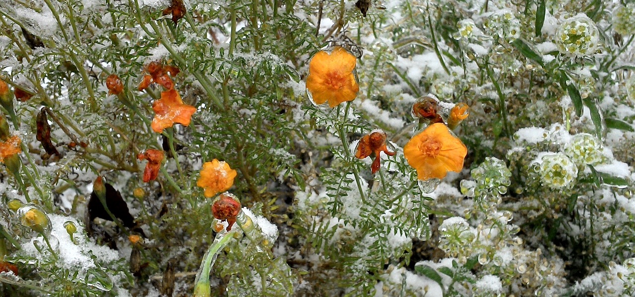 六月雪盆景，花卉艺术的独特魅力