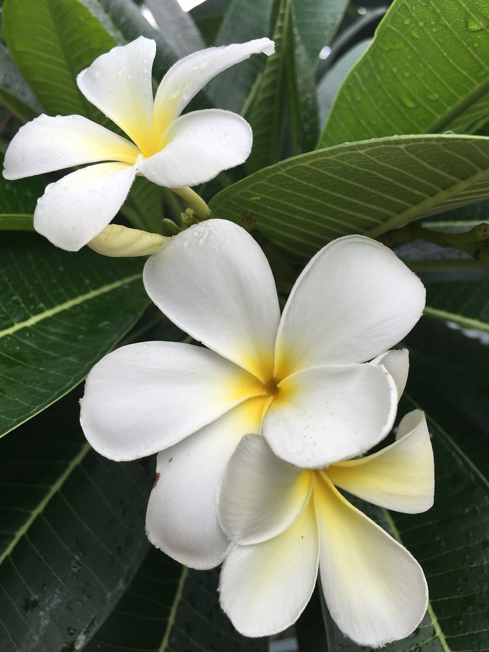 探索龙岗区百合花卉小镇，详细指南