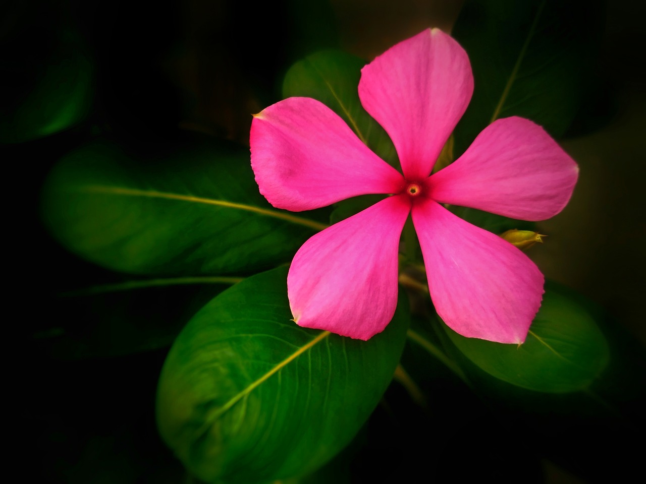 龙泉驿区室内绿植花卉租赁，美化您生活的绿色选择