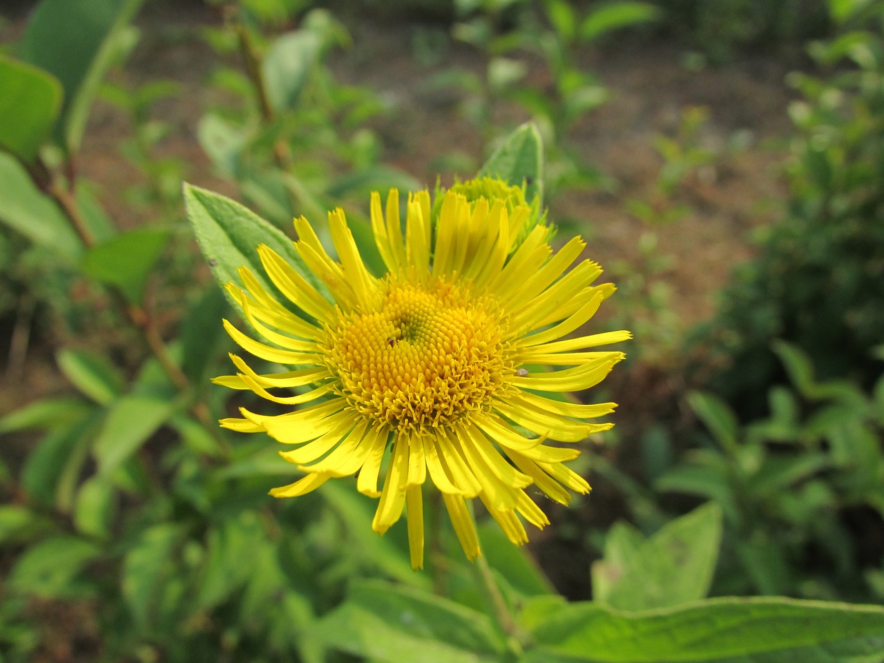 娄底花卉培训，培育美丽之花，助力绿色城市建设