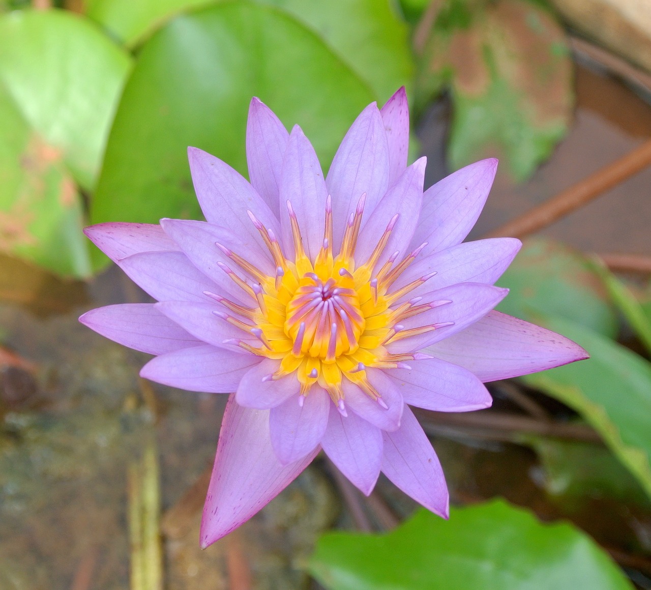 露地花卉，多彩植物之独特魅力