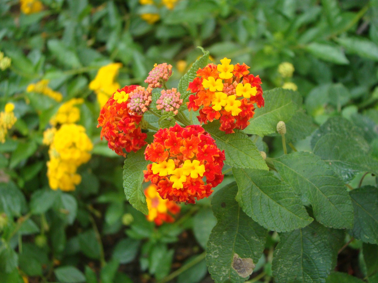 露地花卉与宿根花卉，图片欣赏及价格探讨