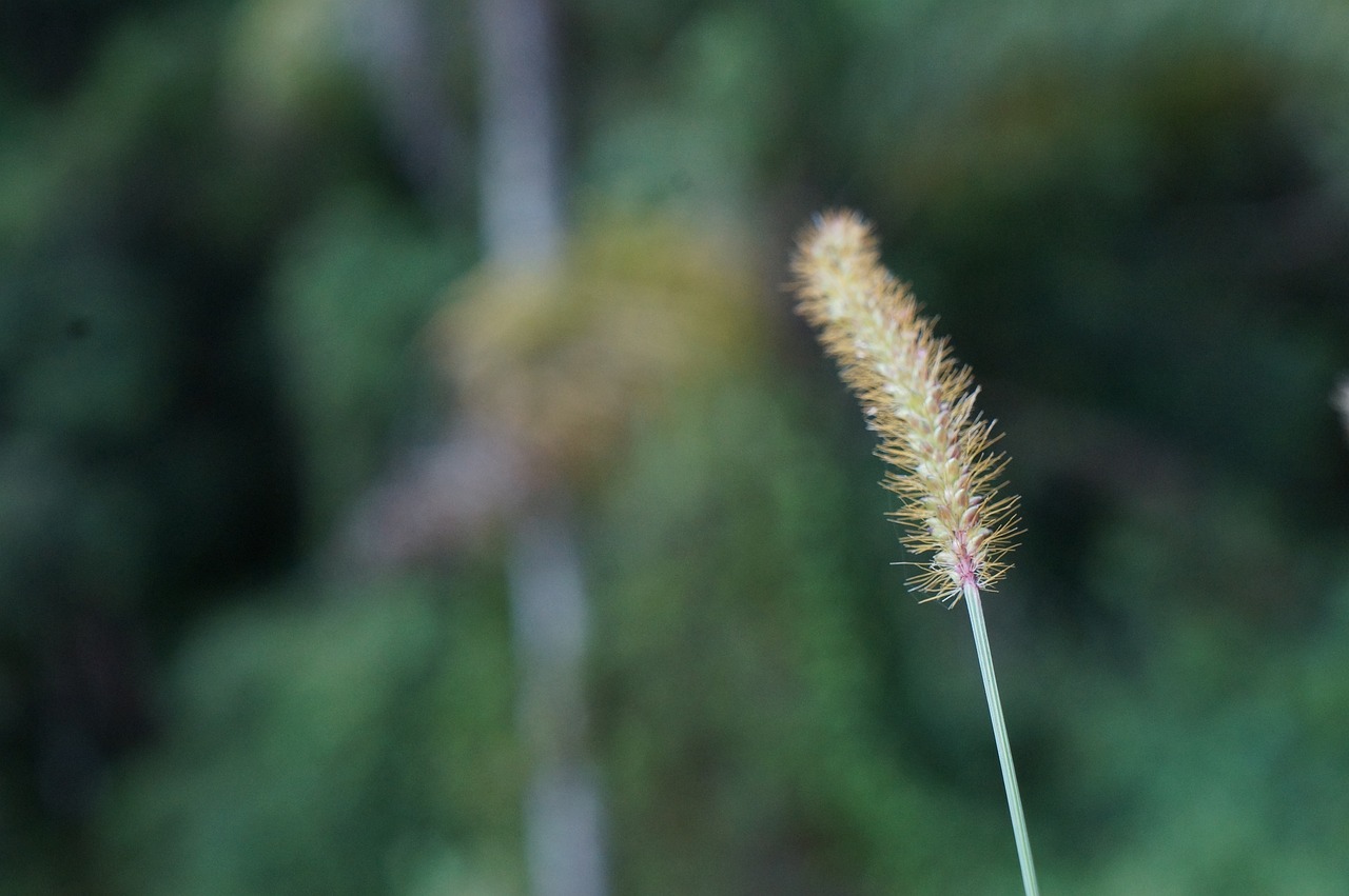 绿色珍贵花卉，自然之美的独特展现