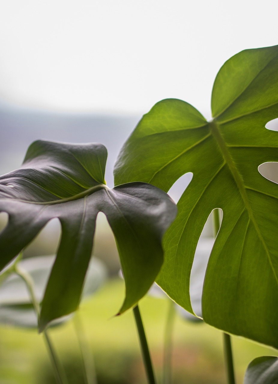 绿色植物图片大全，花卉的世界