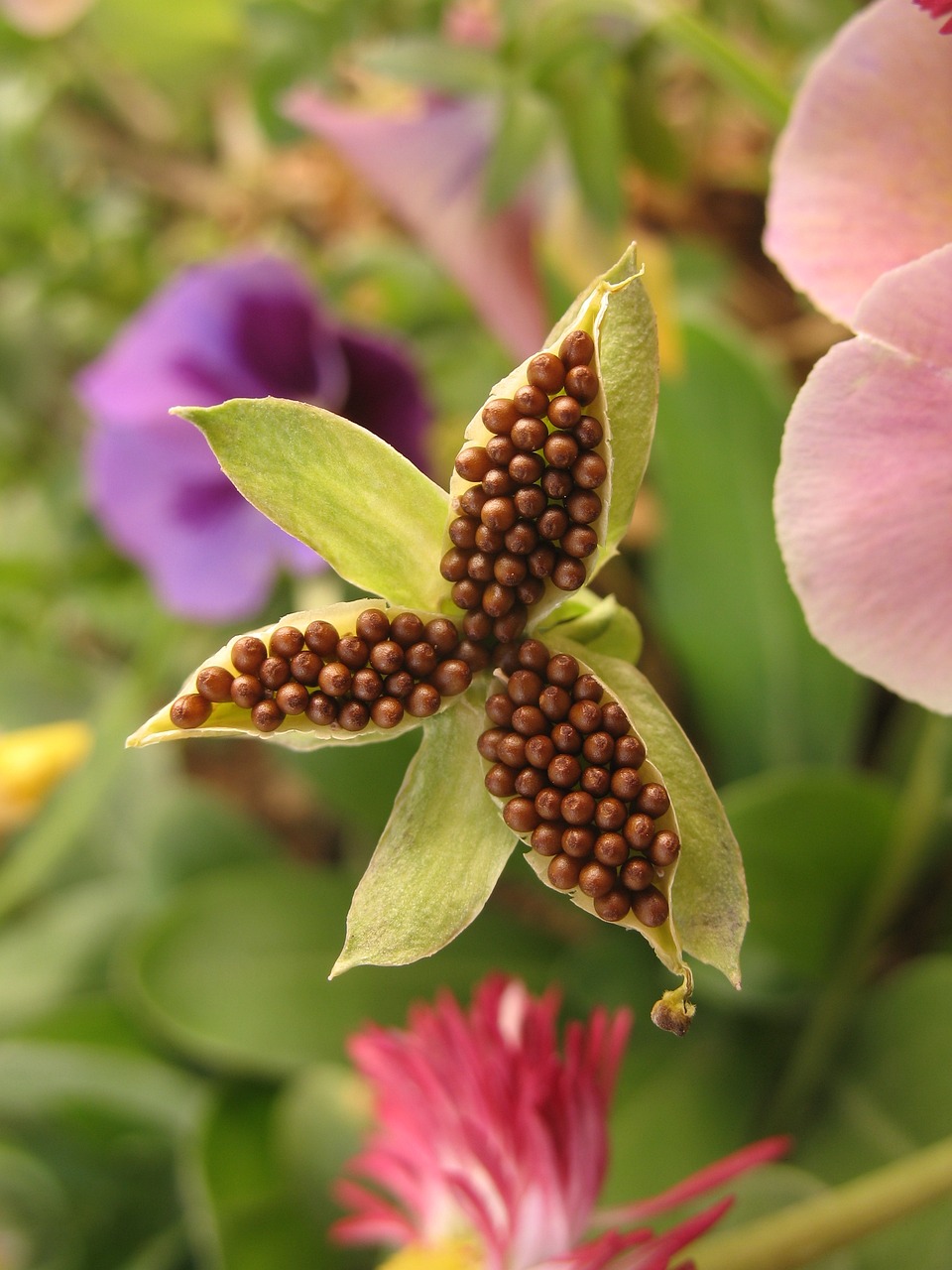 绿植花卉批发销售价位表