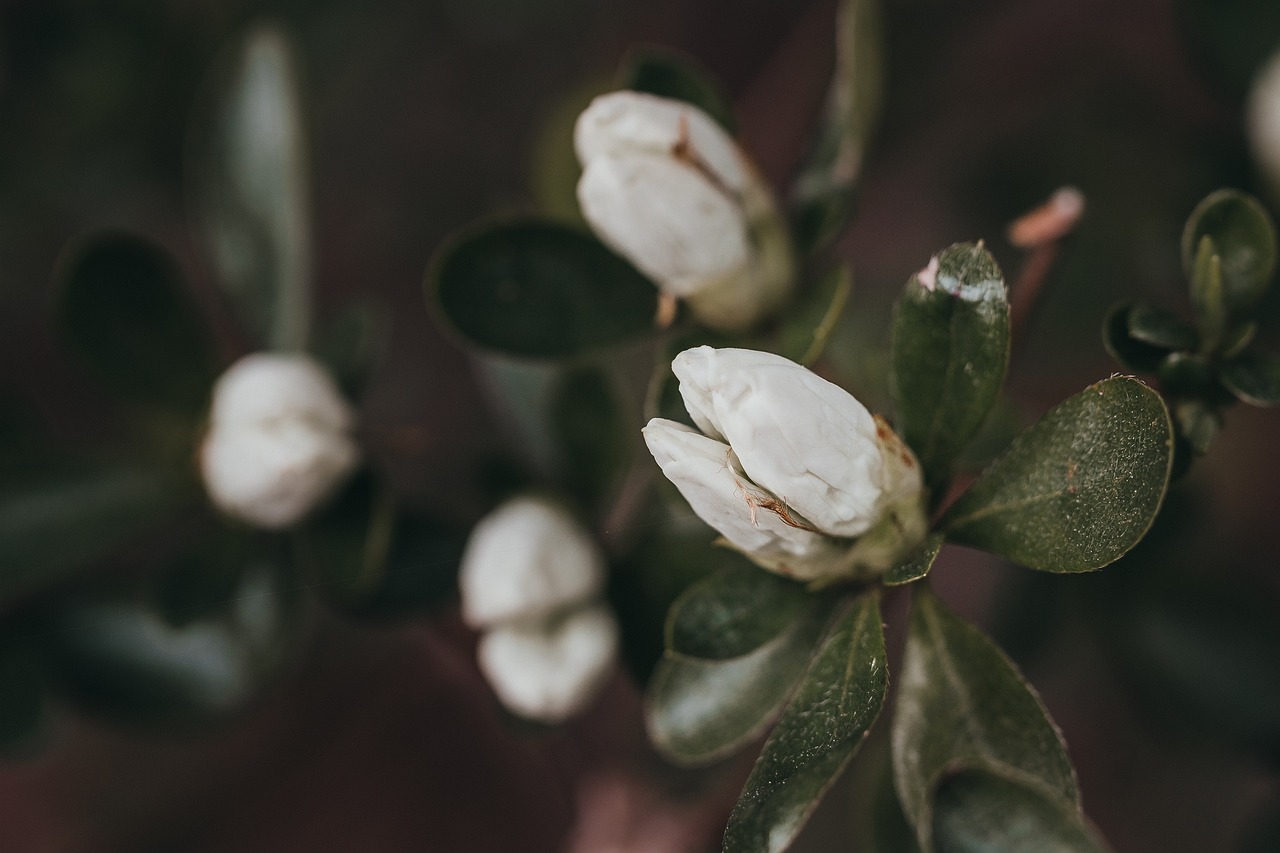 栀子花的魅力，绿植花卉中的优雅典范