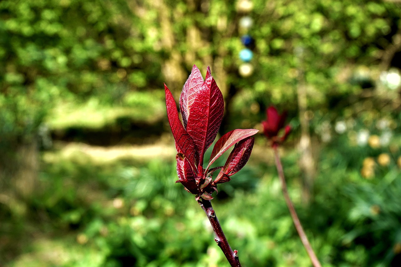 青盛园艺绿植图片，自然之美的独特展现